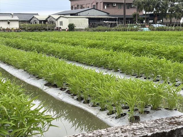 蕹菜(空心菜) 產品圖片（圖片編號 975122）