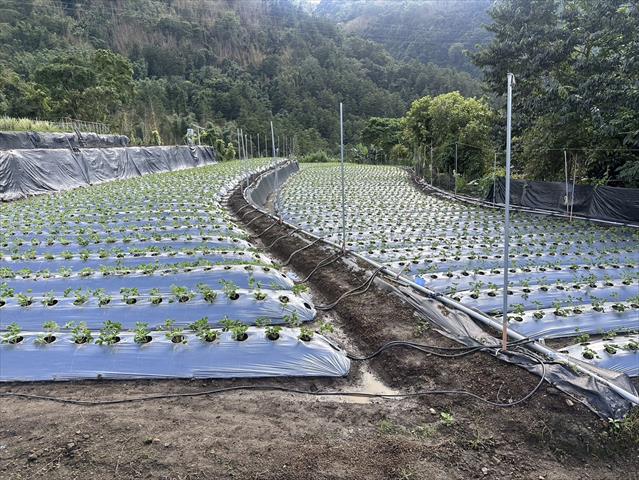 草莓 產品圖片（圖片編號 975155）