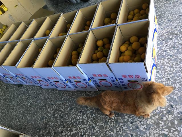柳橙 產品圖片（圖片編號 975167）
