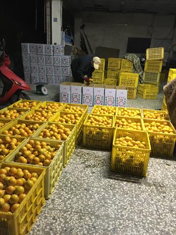 柳橙 產品圖片（產品編號 699267）