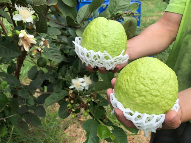 番石榴(芭樂) 產品圖片（產品編號 699269）