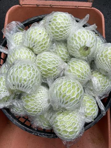 番石榴(芭樂) 產品圖片（圖片編號 975664）