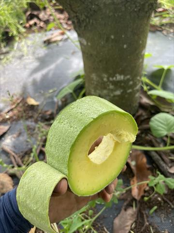 酪梨 產品圖片（圖片編號 975665）