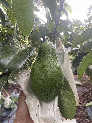 酪梨 產品圖片（產品編號 699685）