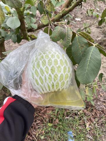 番石榴(芭樂) 產品圖片（產品編號 699684）