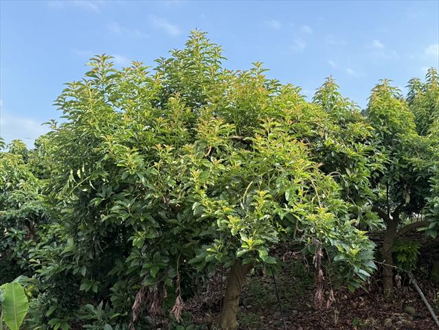 酪梨 產品圖片（圖片編號 975764）