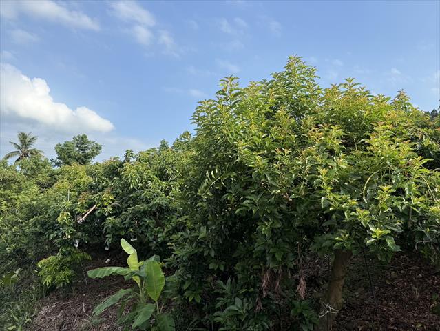 酪梨 產品圖片（圖片編號 975765）