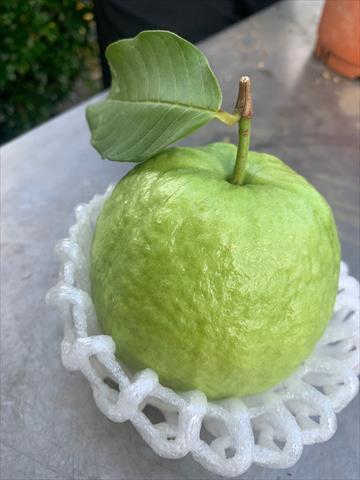 產品圖片