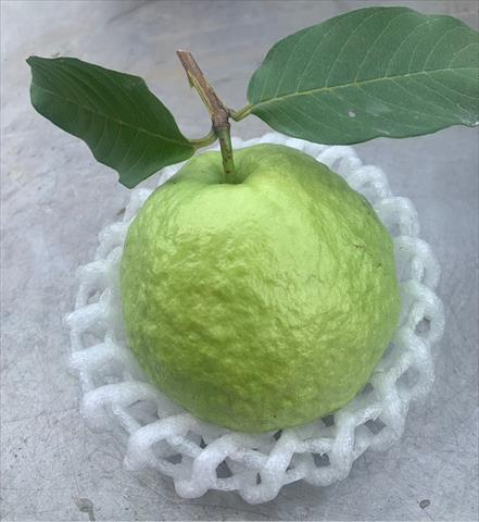產品圖片