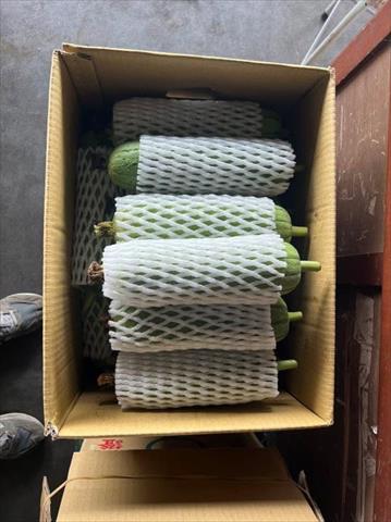 絲瓜 產品圖片（產品編號 700351）