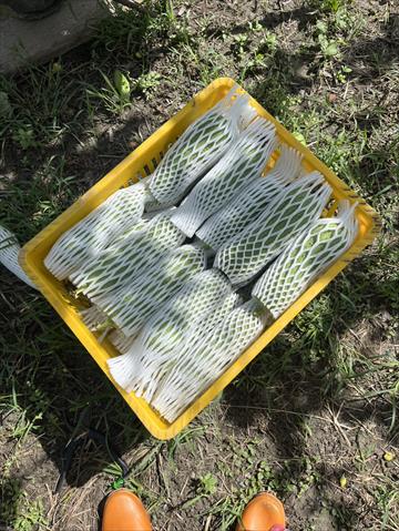 絲瓜 產品圖片（圖片編號 976616）