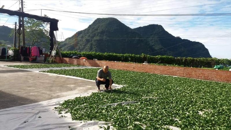 茶製品-茶 產品圖片（產品編號 700861）