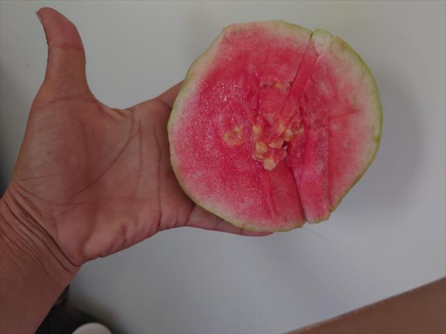 番石榴(芭樂) 產品圖片（產品編號 688023）