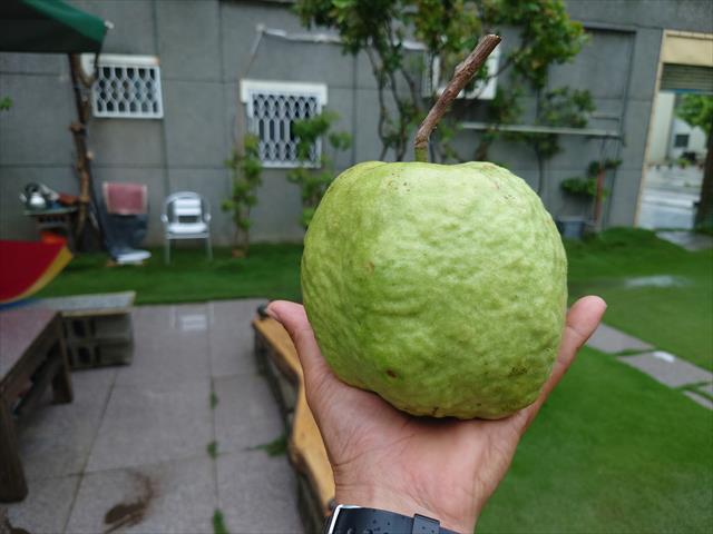 番石榴(芭樂) 產品圖片（圖片編號 978825）