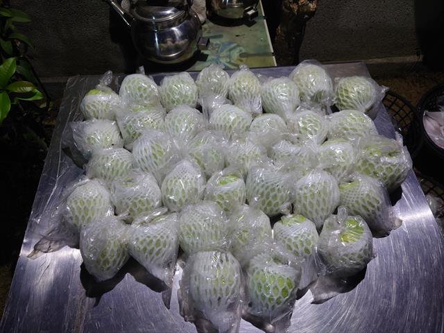 番石榴(芭樂) 產品圖片（圖片編號 978826）