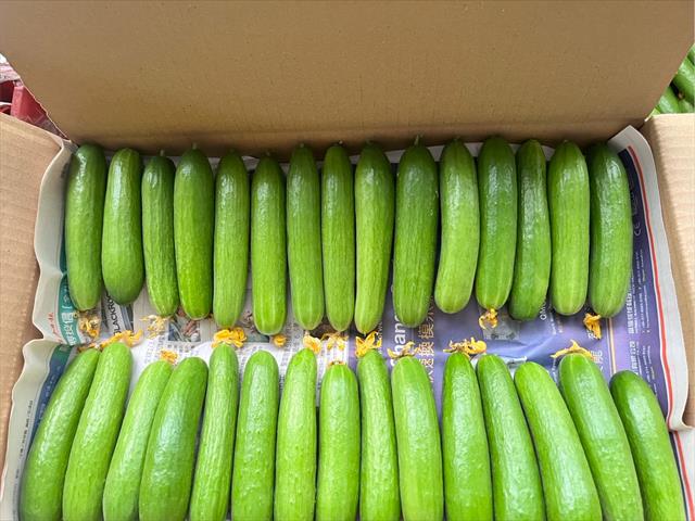 小黃瓜(花胡瓜) 產品圖片（圖片編號 978967）