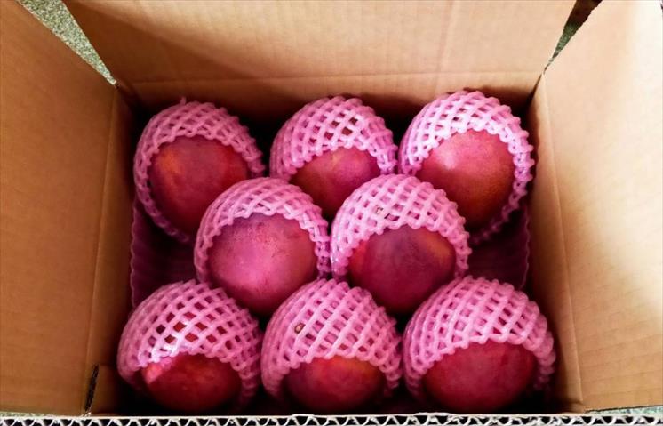 芒果 產品圖片（產品編號 701408）
