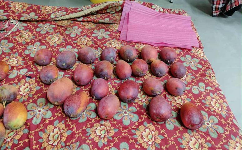 芒果 產品圖片（圖片編號 979382）