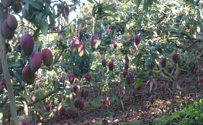 芒果 產品圖片（圖片編號 979389）