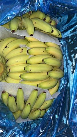 香蕉 產品圖片（圖片編號 979470）