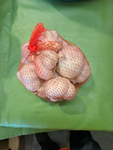 蒜頭 產品圖片（產品編號 701487）