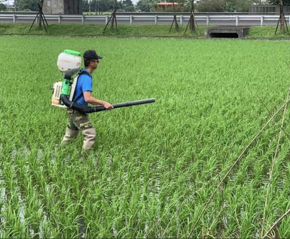 稉稻(白米或黑米) 產品圖片（圖片編號 979799）