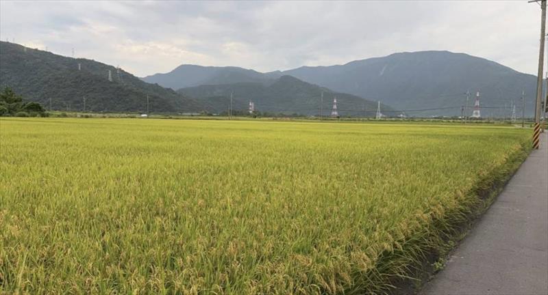 稉稻(白米或黑米) 產品圖片（圖片編號 979801）