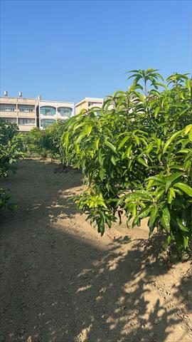 芒果 產品圖片（產品編號 701918）