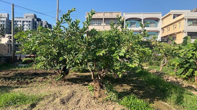 番石榴(芭樂) 產品圖片（產品編號 701917）
