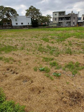 稉稻(白米或黑米) 產品圖片（產品編號 701955）