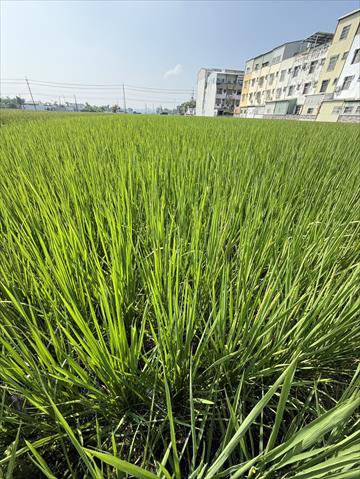 稉稻(白米或黑米) 產品圖片（產品編號 702022）