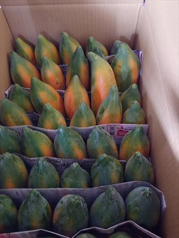 木瓜 產品圖片（產品編號 698833）