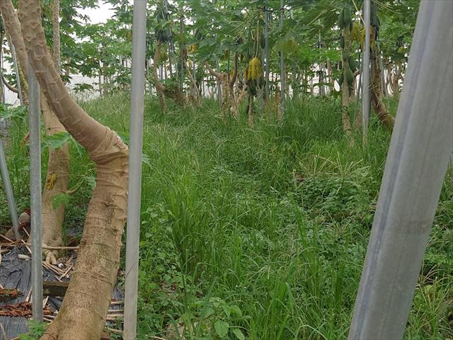 木瓜 產品圖片（圖片編號 981285）