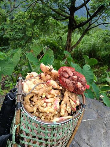 薑 產品圖片（圖片編號 981549）