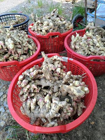 薑 產品圖片（產品編號 702241）