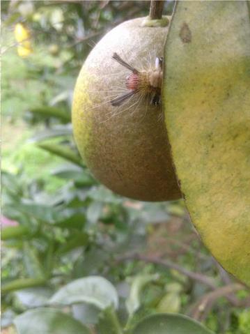 柳橙 產品圖片（圖片編號 981586）