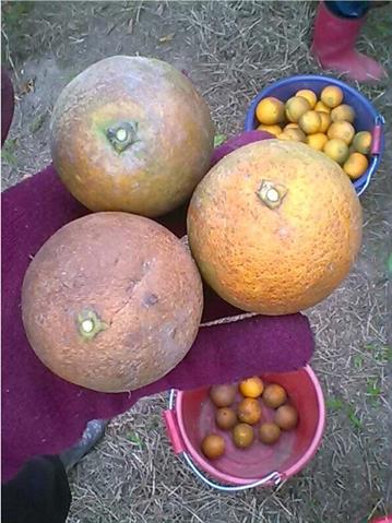 柳橙 產品圖片（圖片編號 981587）