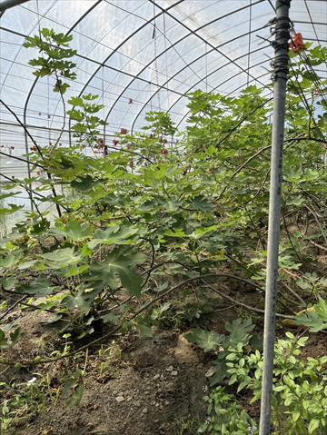 無花果(美蓉果) 產品圖片（圖片編號 981817）