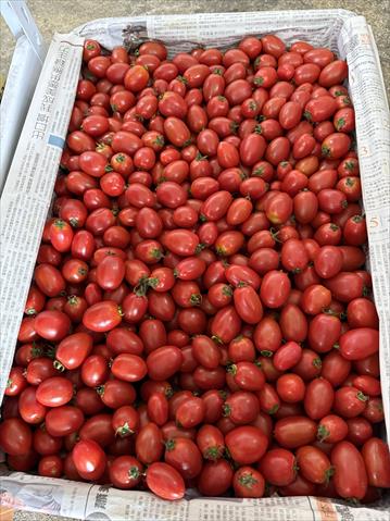 番茄(含小番茄) 產品圖片（圖片編號 982792）