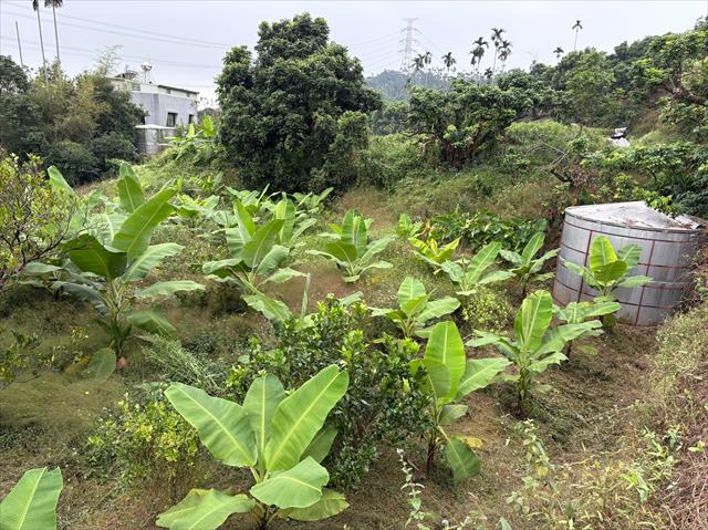 香蕉 產品圖片（圖片編號 983718）