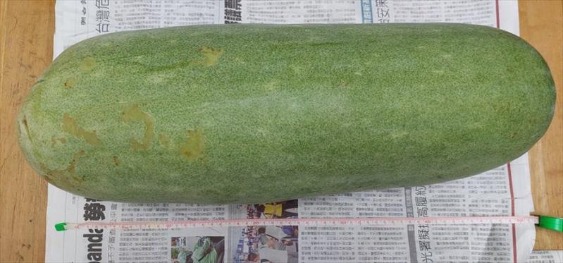 冬瓜 產品圖片（圖片編號 983756）