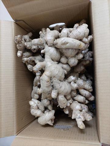 薑 產品圖片（圖片編號 983758）