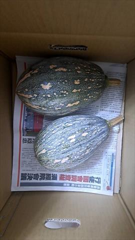 南瓜(金瓜) 產品圖片（圖片編號 983759）