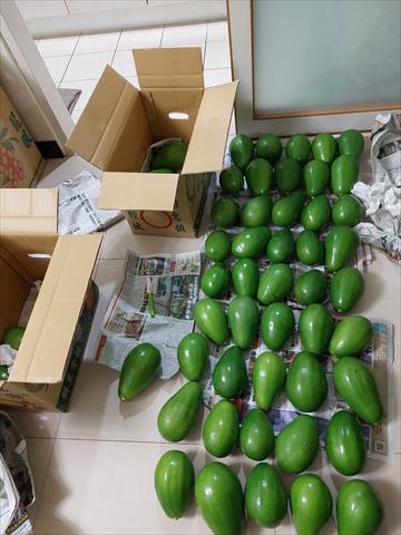酪梨 產品圖片（圖片編號 983761）