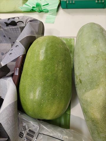 冬瓜 產品圖片（圖片編號 983774）