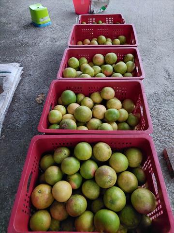 葡萄柚 產品圖片（圖片編號 983775）