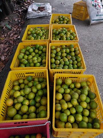 柳橙 產品圖片（圖片編號 983776）