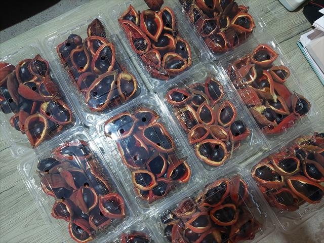 蘋婆 產品圖片（圖片編號 983781）