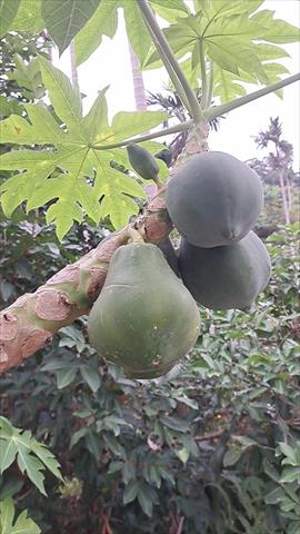 木瓜 產品圖片（圖片編號 983785）