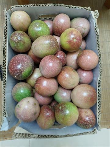 百香果 產品圖片（圖片編號 983788）